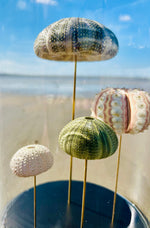 Oursins sous globe en verre