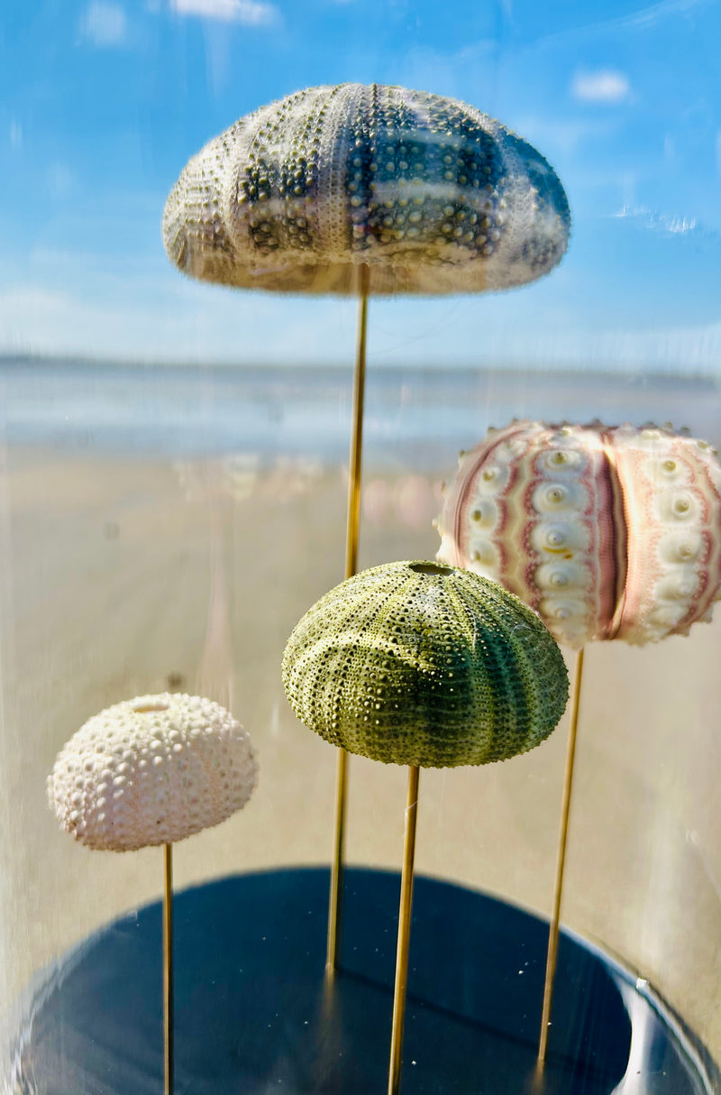 Oursins sous globe en verre