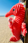 "PAPADOU", l'hippocampe et son bébé Corail