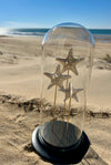 Globe en Verre avec Étoiles de Mer