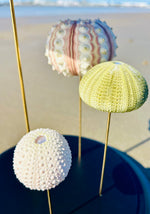 Oursins sous globe en verre