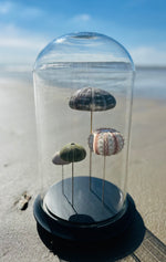 Oursins sous globe en verre