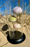 Globe en Verre avec Oursins de Mer