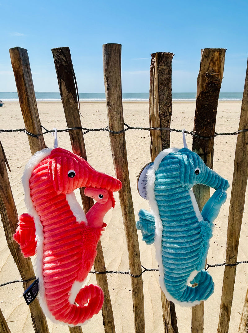 "PAPADOU", l'hippocampe et son bébé Corail