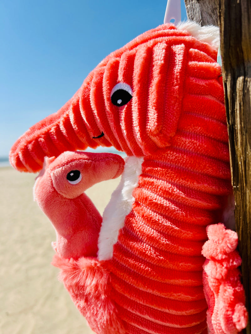 "PAPADOU", l'hippocampe et son bébé Corail