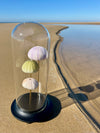 Globe en Verre avec Oursins de Mer
