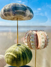Oursins sous globe en verre