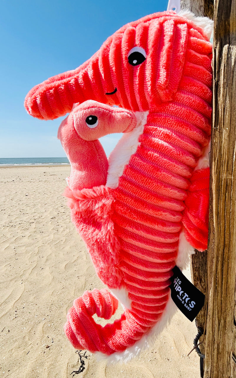 "PAPADOU", l'hippocampe et son bébé Corail