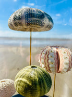 Oursins sous globe en verre