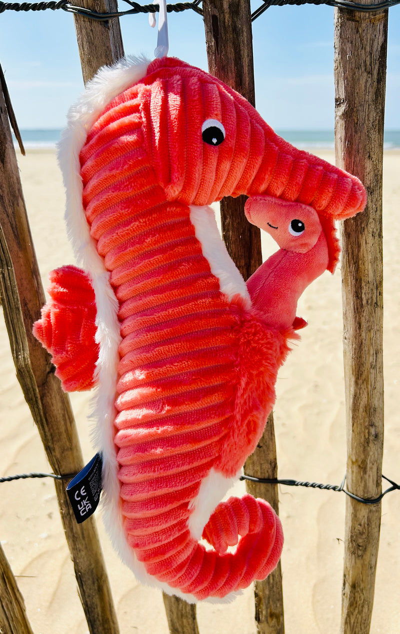 "PAPADOU", l'hippocampe et son bébé Corail