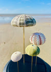 Oursins sous globe en verre