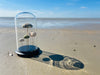 Oursins sous globe en verre