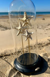 Globe en Verre avec Étoiles de Mer