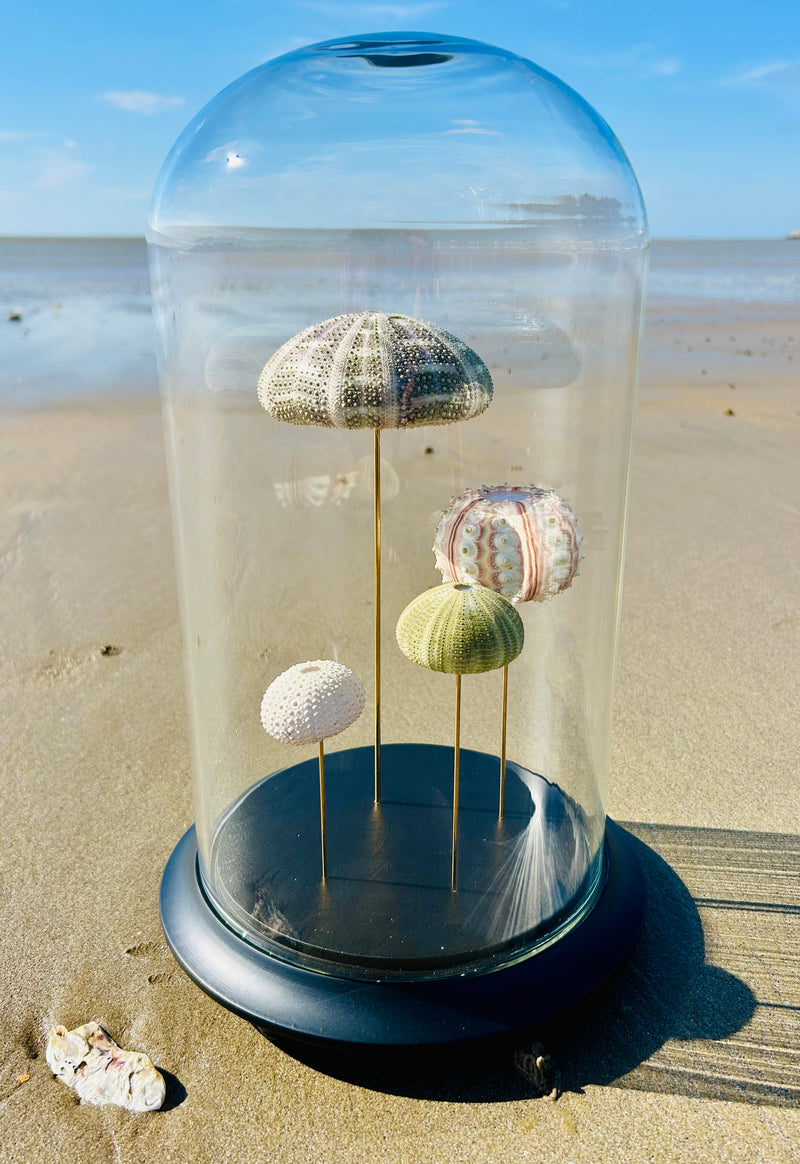 Oursins sous globe en verre
