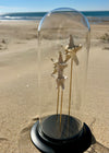Globe en Verre avec Étoiles de Mer