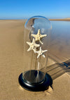 Globe en Verre avec Étoiles de Mer