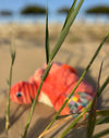 "SAUVENOU", la tortue et son bébé Corail