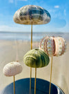 Oursins sous globe en verre