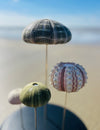 Oursins sous globe en verre