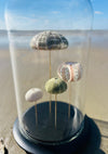 Oursins sous globe en verre